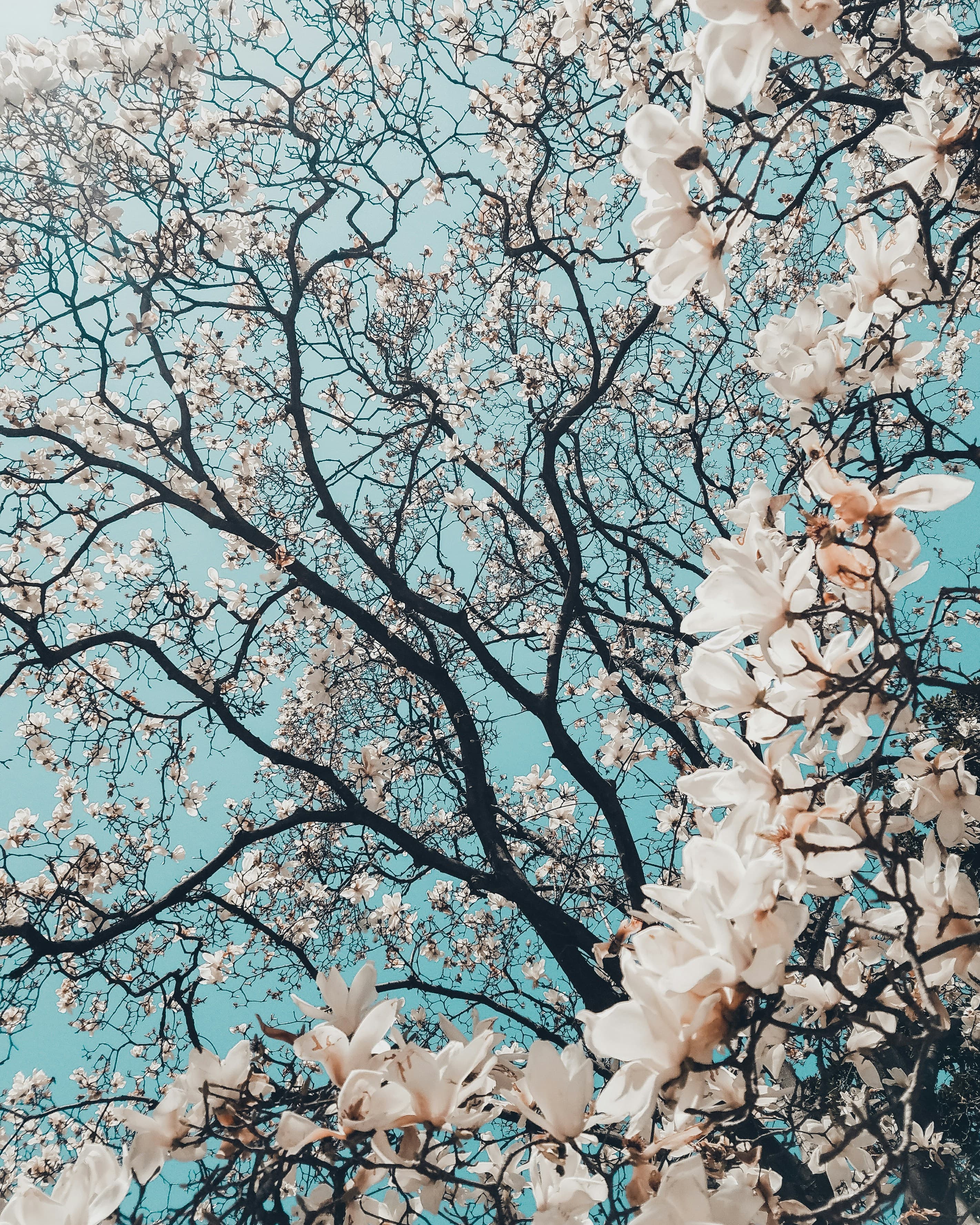 花朵系列 - 春日櫻花 長輩圖背景