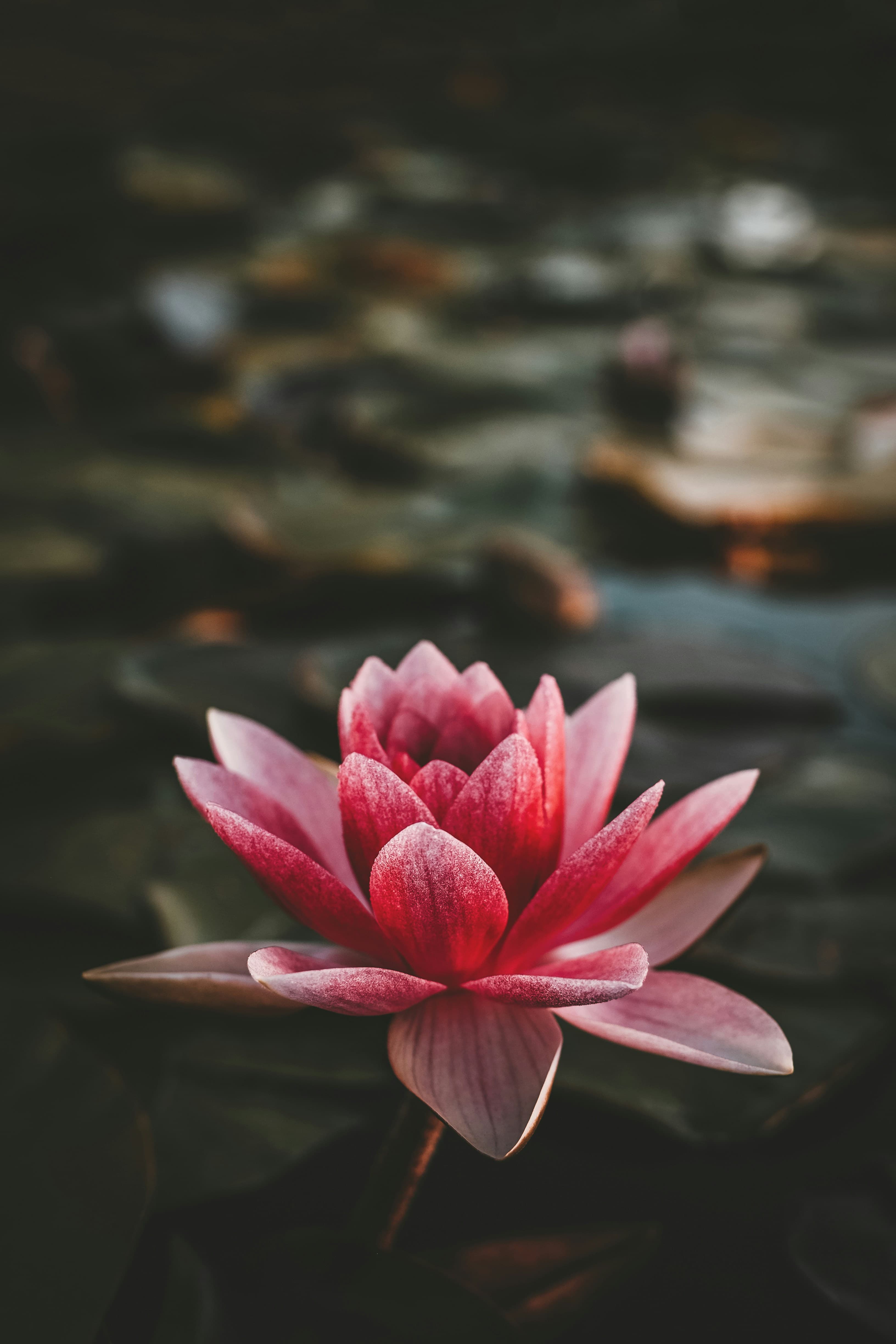 花朵系列 - 花開富貴 長輩圖背景