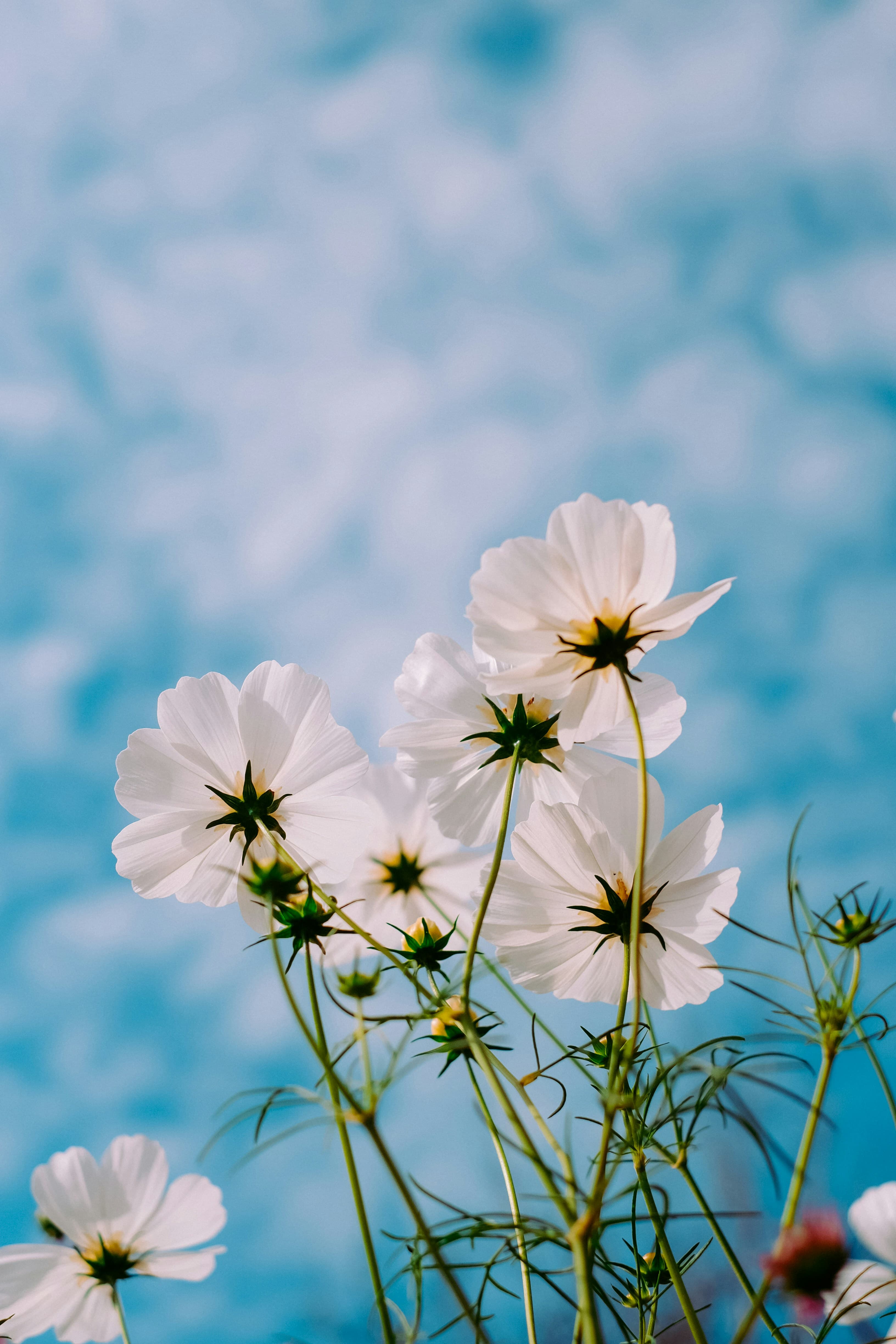 花朵系列 - 清新花香 長輩圖背景
